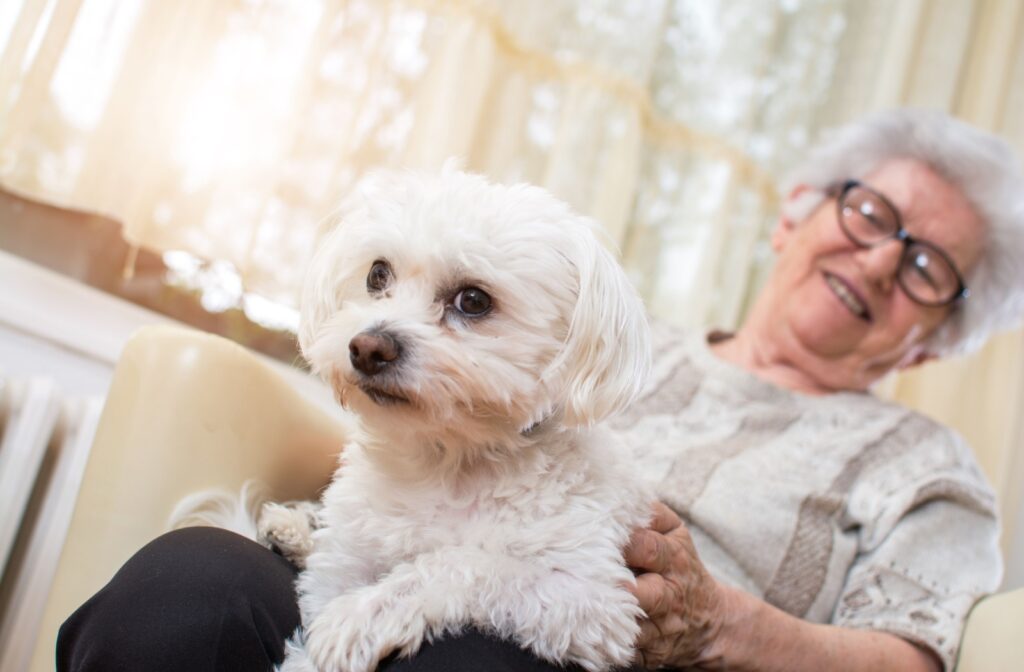 A senior sits with a small, white dog on their lap during a pet therapy visit in memory care